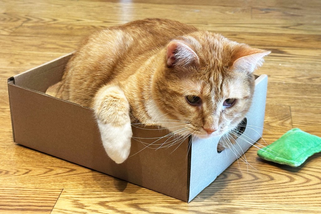 A cat sitting inside a box