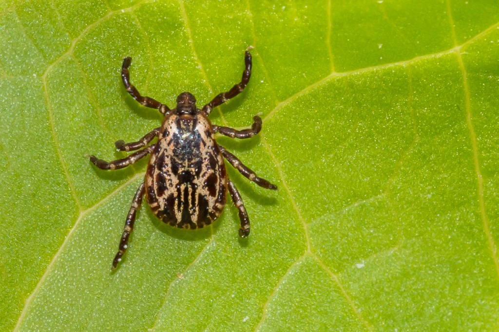 Close-up of an American dog tick (Dermacentor variabilis) on a leaf