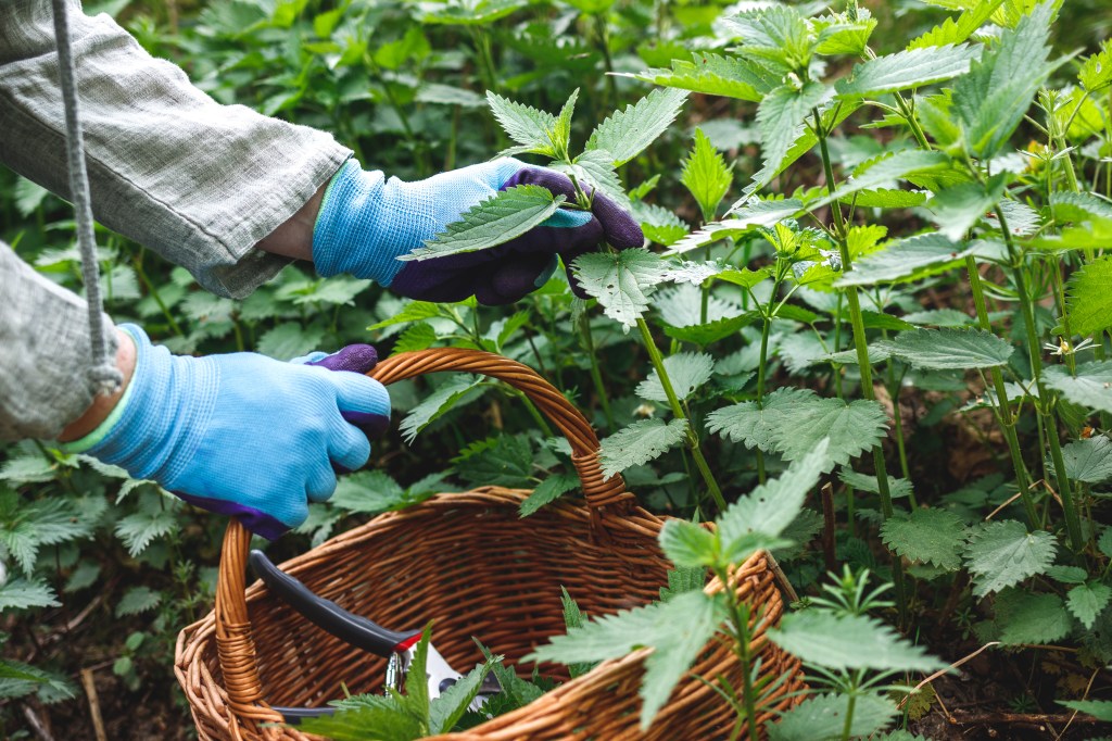 Herbalist in gardening gloves picking fresh green nettle plant in a wicker basket for health benefits for skin and hair