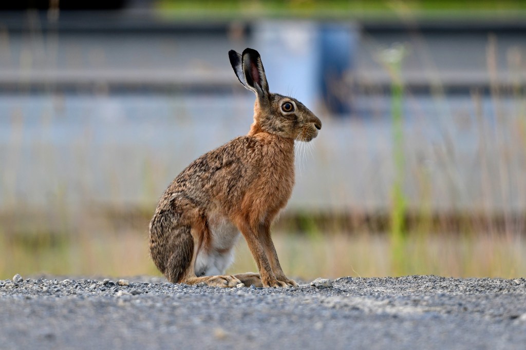 European hare (Lepus europaeus) sitting on the ground